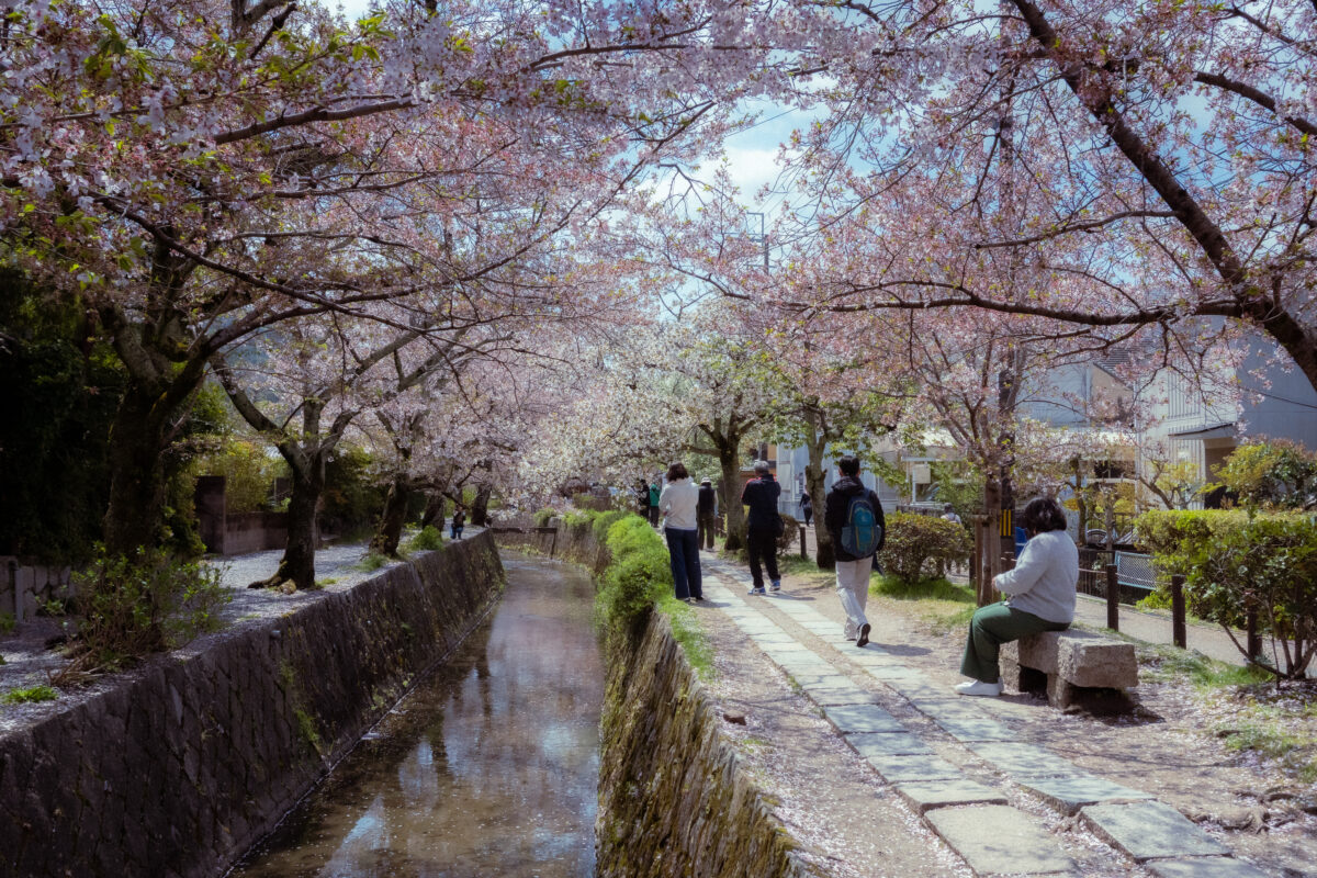 cherry blossoms osaka